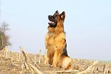 BERGER ALLEMAND 945